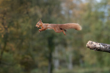 Red squirrel jumping from a branch