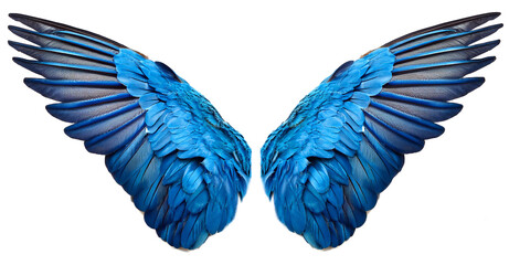 Fototapeta premium 青い翼。白背景。（blue wings on white background.） 