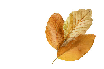 Detailed cutout of yellowish leaves with clipping paths on white background allowing for easy editing. Perfect for digital art, nature inspired designs, and environmental themed projects.