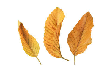 Detailed cutout of yellowish leaves with clipping paths on white background allowing for easy editing. Perfect for digital art, nature inspired designs, and environmental themed projects.