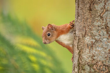 Red Squirrel hanging on to the side of a tree.