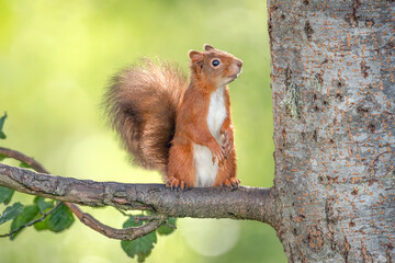 Obraz premium Generated image