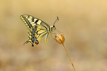 photos of wild animals and butterflies