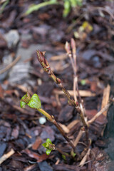 Young plant shoots emerging through a layer of mulch, symbolizing nature s renewal. Spring growth with delicate green leaves and reddish buds.