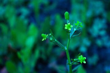 Ranunculus abortivus &ndash; Small-Flowered Buttercup with Delicate Yellow Blooms in High-Resolution