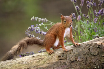 Red Squirrel on a fallen tree trunk