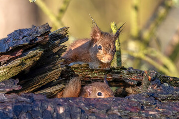 Red squirrel in a hole in a tree with another squirrel looking for it