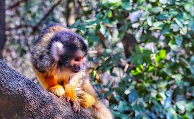 saimiri monkey in the tree