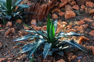 wild flowers in the forest