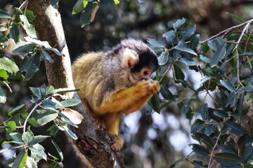 saimiri monkey in the tree