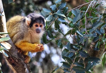 saimiri monkey in the tree
