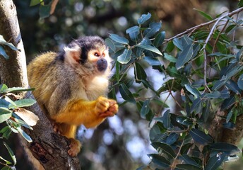 saimiri monkey in the tree