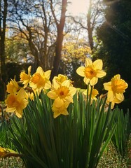 Obraz premium 春の光を浴びる水仙の花