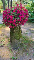 Beautiful flowering petunia in pot is installed on large stump of cut tree in courtyard of the estate