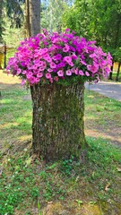 Beautiful flowering petunia in pot is installed on large stump of cut tree in courtyard of the estate