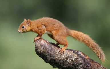 Red Squirrel on a branch close up