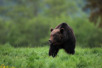 Niedźwiedź brunatny, (Ursus arctos), brown bear © Bartosz Rakoczy