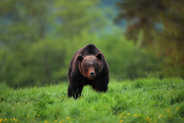 Niedźwiedź brunatny, (Ursus arctos), brown bear © Bartosz Rakoczy