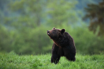 Niedźwiedź brunatny, (Ursus arctos), brown bear © Bartosz Rakoczy