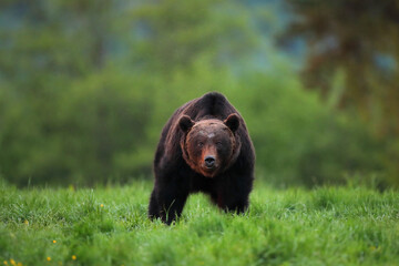 Niedźwiedź brunatny, (Ursus arctos), brown bear © Bartosz Rakoczy