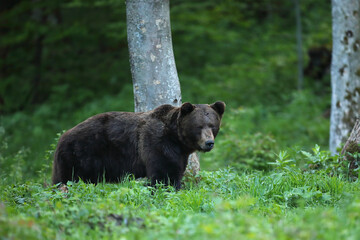 Niedźwiedź brunatny, (Ursus arctos), brown bear © Bartosz Rakoczy