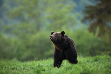 Niedźwiedź brunatny, (Ursus arctos), brown bear © Bartosz Rakoczy