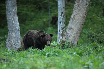 Niedźwiedź brunatny, (Ursus arctos), brown bear © Bartosz Rakoczy