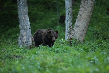 Niedźwiedź brunatny, (Ursus arctos), brown bear © Bartosz Rakoczy
