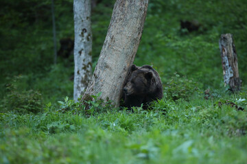 Niedźwiedź brunatny, (Ursus arctos), brown bear © Bartosz Rakoczy