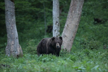 Niedźwiedź brunatny, (Ursus arctos), brown bear © Bartosz Rakoczy