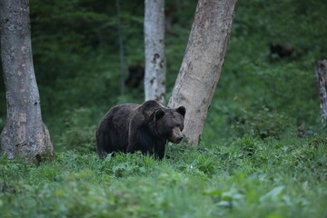 Niedźwiedź brunatny, (Ursus arctos), brown bear © Bartosz Rakoczy