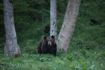 Niedźwiedź brunatny, (Ursus arctos), brown bear © Bartosz Rakoczy