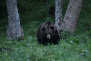 Niedźwiedź brunatny, (Ursus arctos), brown bear © Bartosz Rakoczy