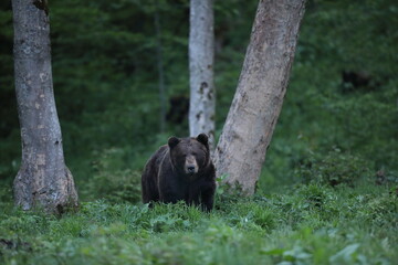 Niedźwiedź brunatny, (Ursus arctos), brown bear © Bartosz Rakoczy
