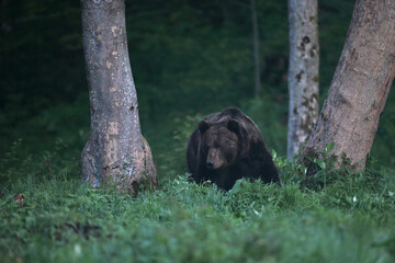 Niedźwiedź brunatny, (Ursus arctos), brown bear © Bartosz Rakoczy