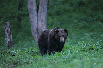 Niedźwiedź brunatny, (Ursus arctos), brown bear © Bartosz Rakoczy