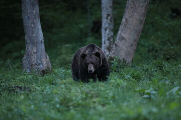 Niedźwiedź brunatny, (Ursus arctos), brown bear © Bartosz Rakoczy