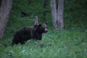 Niedźwiedź brunatny, (Ursus arctos), brown bear © Bartosz Rakoczy