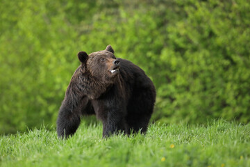 Niedźwiedź brunatny, (Ursus arctos), brown bear - obrazy, fototapety, plakaty