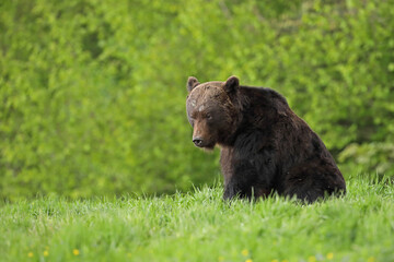 Niedźwiedź brunatny, (Ursus arctos), brown bear © Bartosz Rakoczy