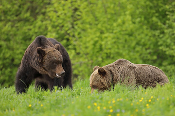Niedźwiedź brunatny, (Ursus arctos), brown bear © Bartosz Rakoczy