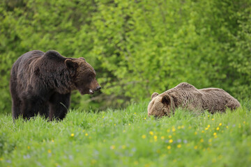 Niedźwiedź brunatny, (Ursus arctos), brown bear © Bartosz Rakoczy