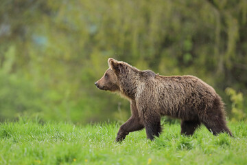 Niedźwiedź brunatny, (Ursus arctos), brown bear © Bartosz Rakoczy