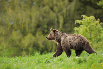 Niedźwiedź brunatny, (Ursus arctos), brown bear © Bartosz Rakoczy
