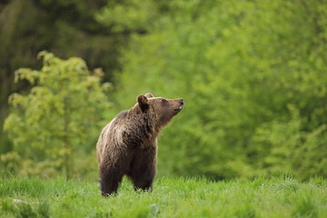Niedźwiedź brunatny, (Ursus arctos), brown bear