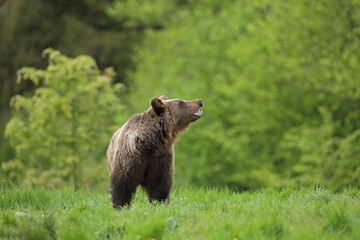 Niedźwiedź brunatny, (Ursus arctos), brown bear © Bartosz Rakoczy