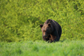 Niedźwiedź brunatny, (Ursus arctos), brown bear © Bartosz Rakoczy