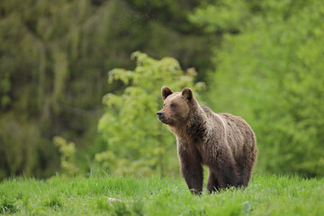Niedźwiedź brunatny, (Ursus arctos), brown bear