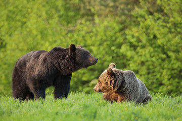 Niedźwiedź brunatny, (Ursus arctos), brown bear © Bartosz Rakoczy