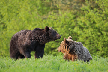 Niedźwiedź brunatny, (Ursus arctos), brown bear © Bartosz Rakoczy